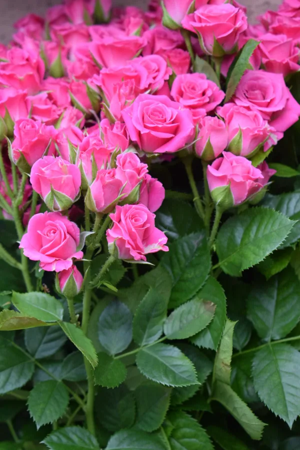Lovely Lydia ir ļoti kupla roze