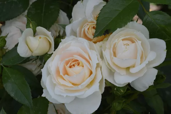 Lions Rose